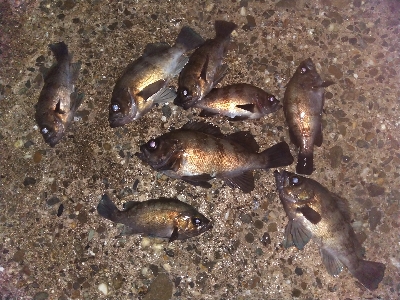 【須磨海岸】メバル祭り！陸っぱりメバリング…