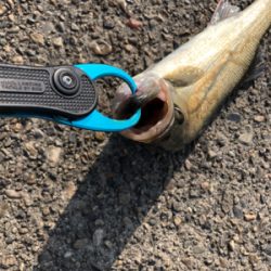 久々のデイシーバス