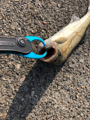 久々のデイシーバス