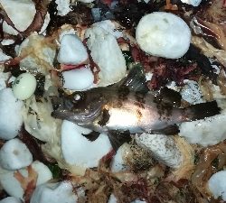 ナイトメバリング