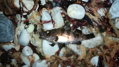 ナイトメバリング