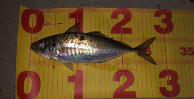 尺アジを求めて！