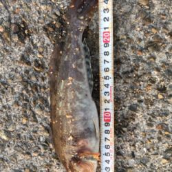 アイナメガシラ