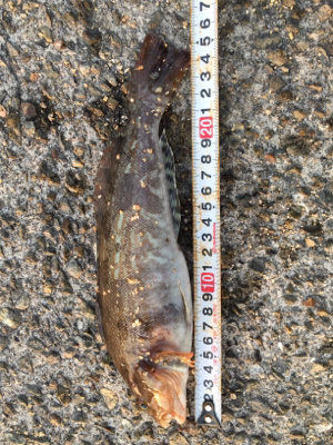 アイナメガシラ