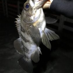 子供が寝てからのお楽しみ♪