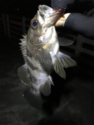 子供が寝てからのお楽しみ♪