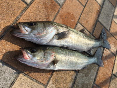 朝からエビ撒き