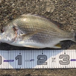 今シーズン初釣果