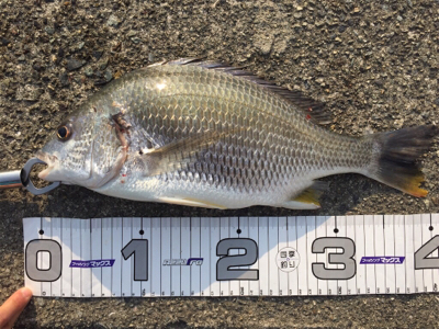 今シーズン初釣果