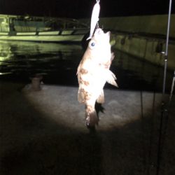 親父たちの釣行‼️