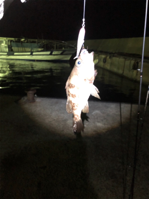 親父たちの釣行‼️