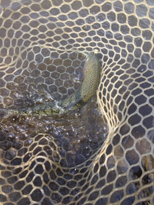 エリアトラウト