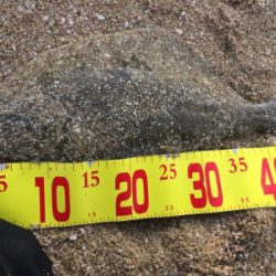 サーフウェーディング