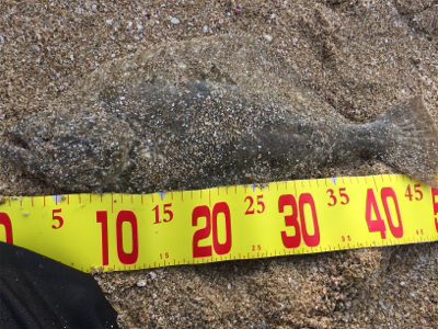 サーフウェーディング