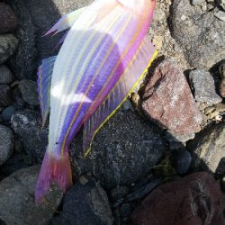 イトヨリダイ！