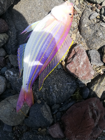 イトヨリダイ！