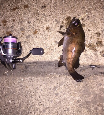 内港でのメバリング