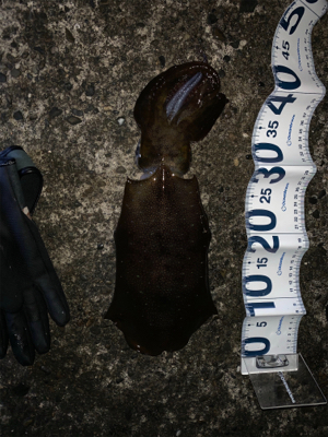 今年初アオリイカ