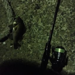 アジングの予定が