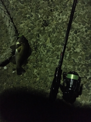 アジングの予定が