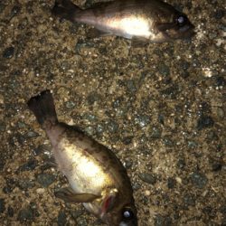 夫婦メバリング