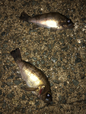 夫婦メバリング