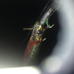 なぜか⁇イワシ‼️