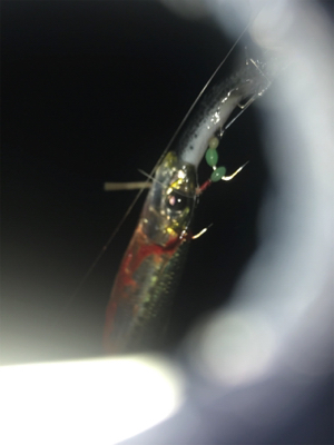 なぜか⁇イワシ‼️