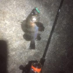 久しぶりのメバル