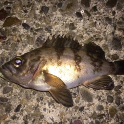 今夜のメバルはちっちゃい!