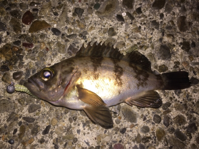 今夜のメバルはちっちゃい!