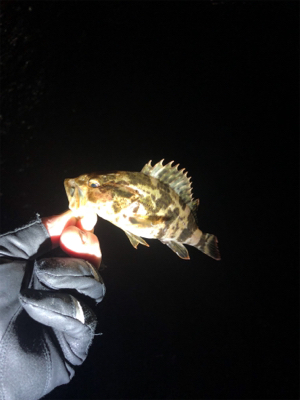 そろそろアジがいるかな〜と思って