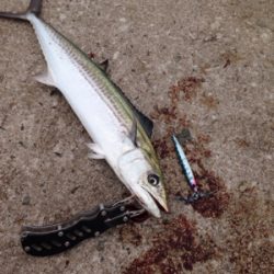 鳥、アジの小群れは、居るものの。