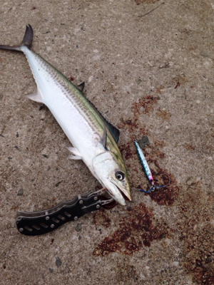 鳥、アジの小群れは、居るものの。