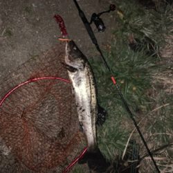 久しぶりの良型