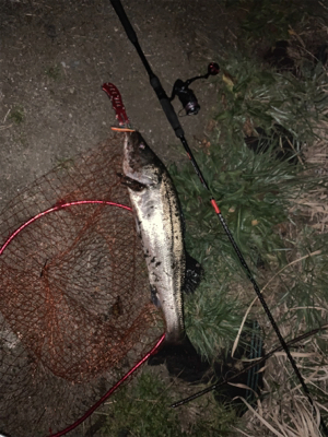 久しぶりの良型