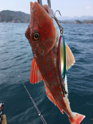 マイボート釣行…南伊勢