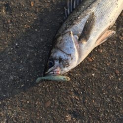 ユウマヅメの一瞬