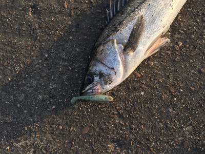 ユウマヅメの一瞬