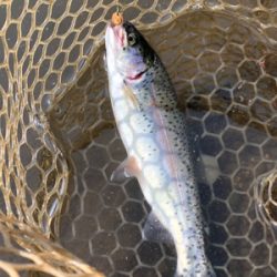 エリアトラウト