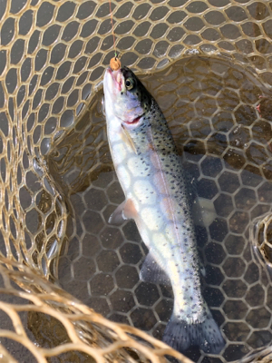 エリアトラウト