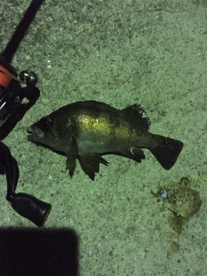 久しぶりのメバル！