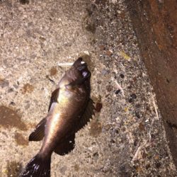 昨日に引き続きメバリング