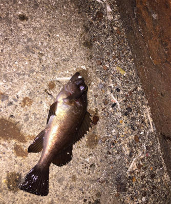 昨日に引き続きメバリング