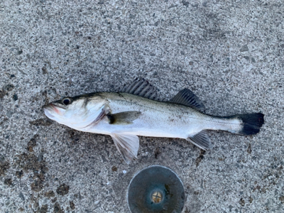 いつもので小粒シーバス