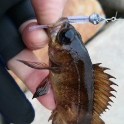 夕まずめメバリング