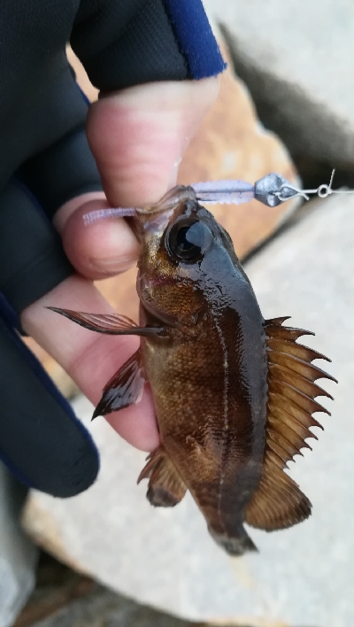 夕まずめメバリング