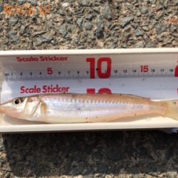 キスの投げ釣り