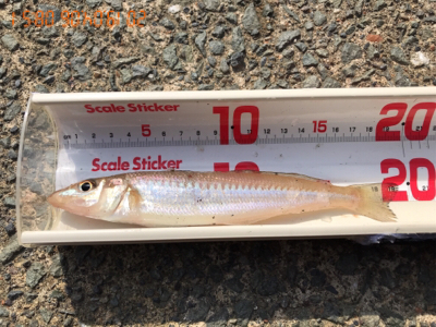 キスの投げ釣り