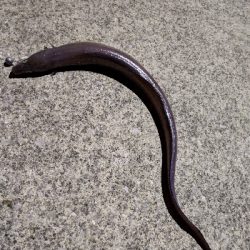 クロアナゴ大漁！笑